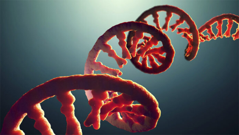 mRNA Rewrites the Rules of Cancer Cell Therapy